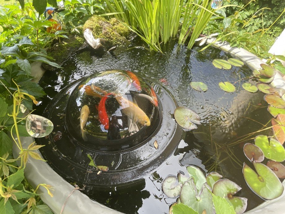 Gartenteich Einfamilienhaus Jossgrund-Lettgenbrunn