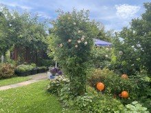 Blumenpracht AS-Immobilien.com +++ 1 Familien-Traumhaus mit eigenem Pool im wundersch�nen Garten +++